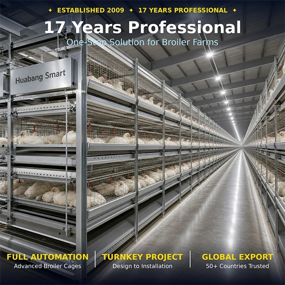 Broiler Chicken Cage